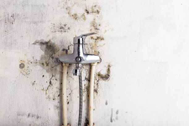 Best Home Mold Removal  in Sheffield, OH