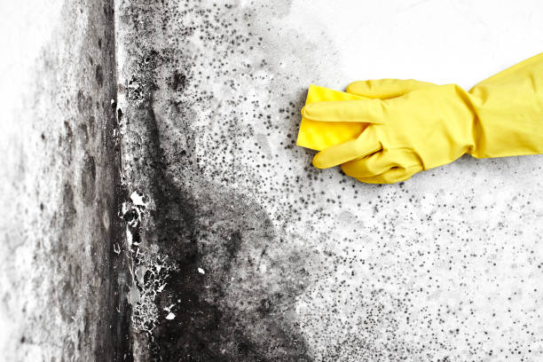 Best Attic Mold Removal  in Sheffield, OH