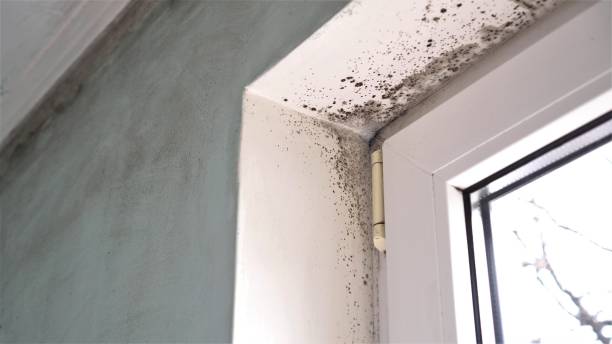 Best Mold Remediation Experts  in Sheffield, OH