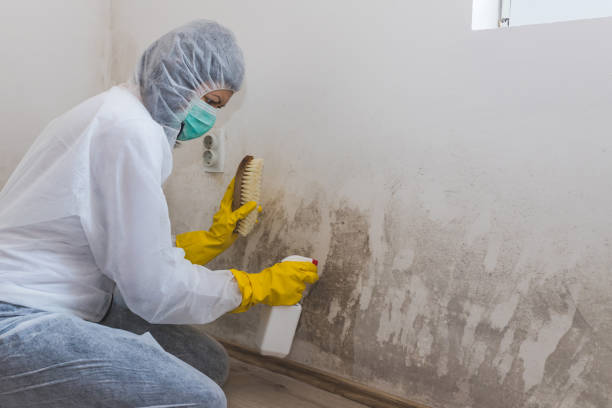 Best Emergency Mold Removal  in Sheffield, OH
