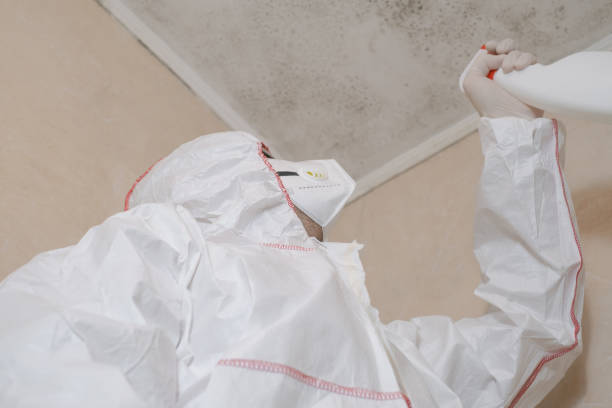 Best Black Mold Removal  in Sheffield, OH