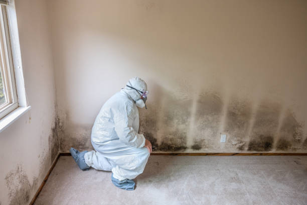 Best Mold Damage Repair  in Sheffield, OH