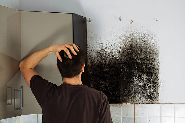 Best Black Mold Removal  in Sheffield, OH